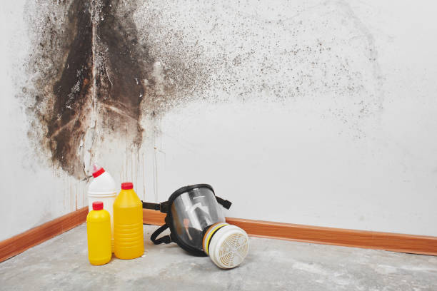 Best Residential Mold Removal  in Halfway, MD