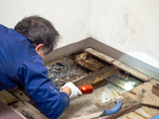 Best Certified Mold Removal  in Halfway, MD