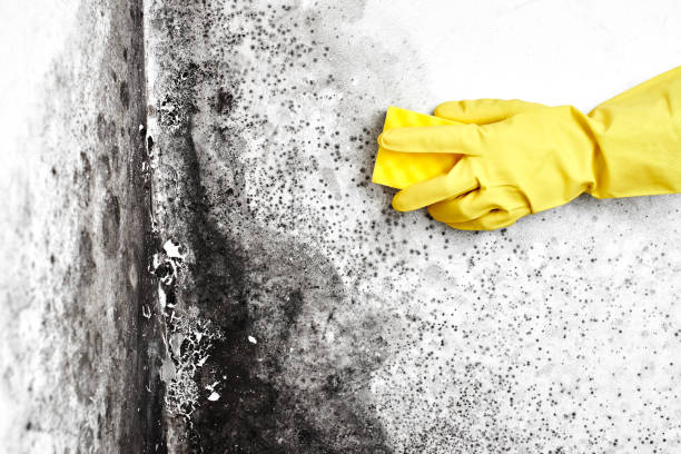 Best Mold Cleaning Services  in Halfway, MD