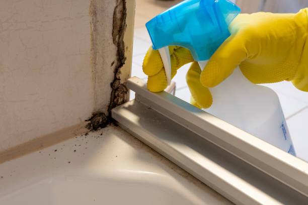 Mold Removal and Inspection in Halfway, MD