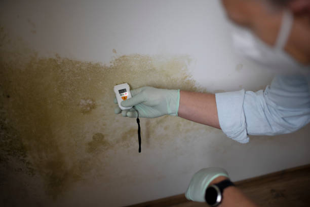 Best Mold Removal Process  in Halfway, MD