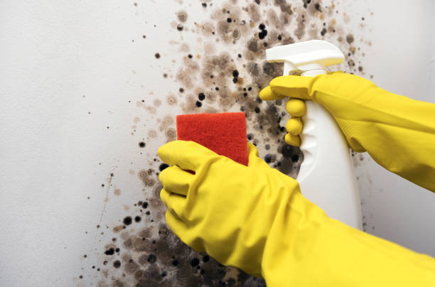 Best Mold Remediation  in Halfway, MD