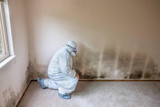 Best Local Mold Removal Service  in Halfway, MD