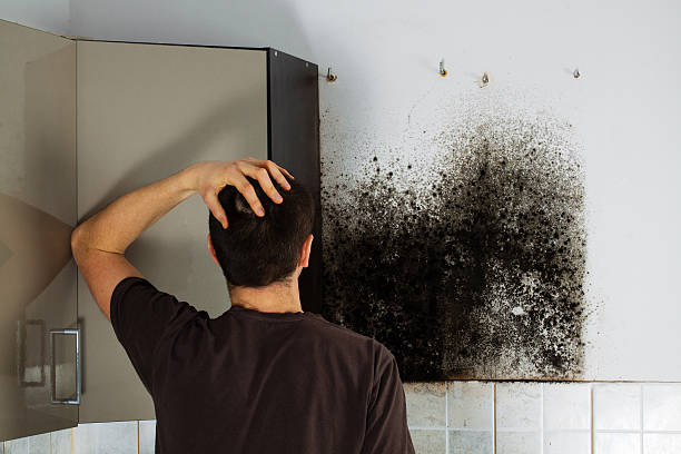 Best Fast Mold Removal  in Halfway, MD