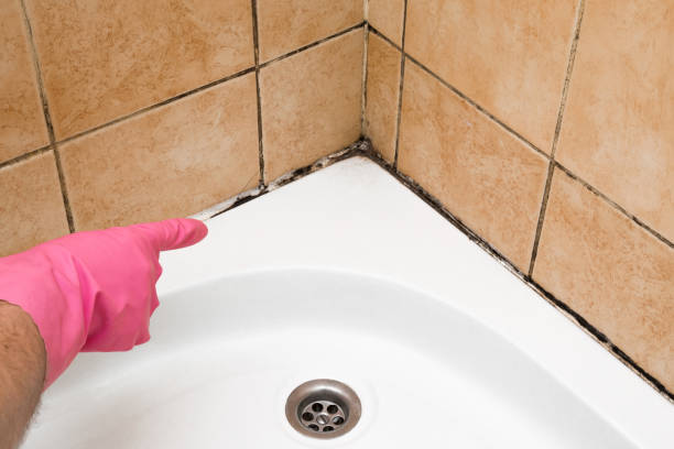 Best Emergency Mold Removal  in Halfway, MD